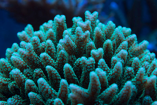  Seriatopora caliendrum (Birds Nest Coral, Needle Coral)